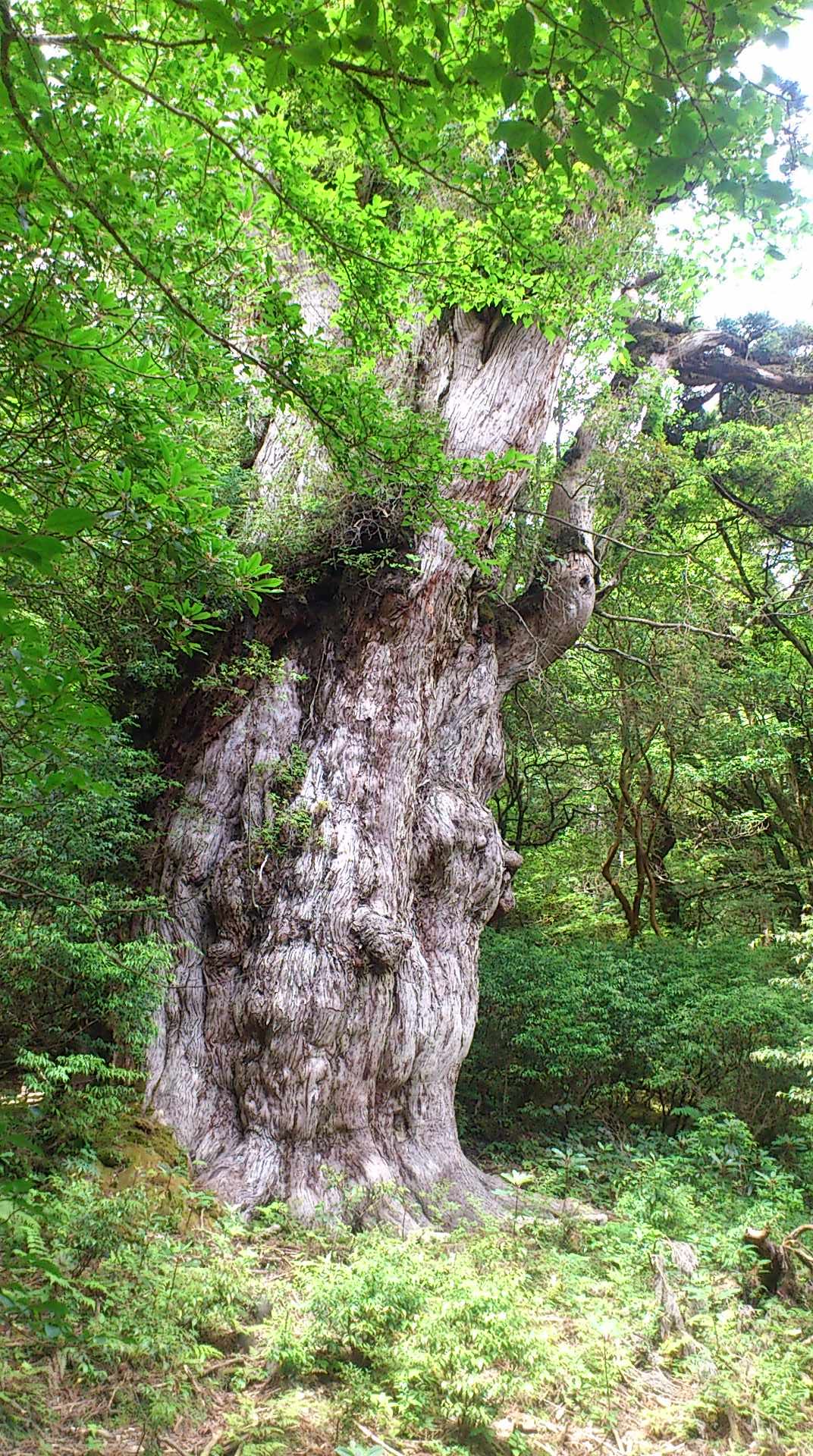 屋久島の森に立つ縄文杉